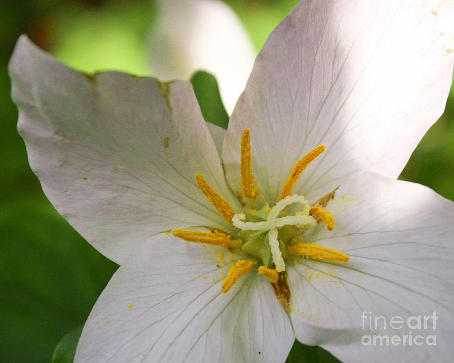 Flower Photograph - Quadrillium - A Four Petaled Trillium by Cari Gesch