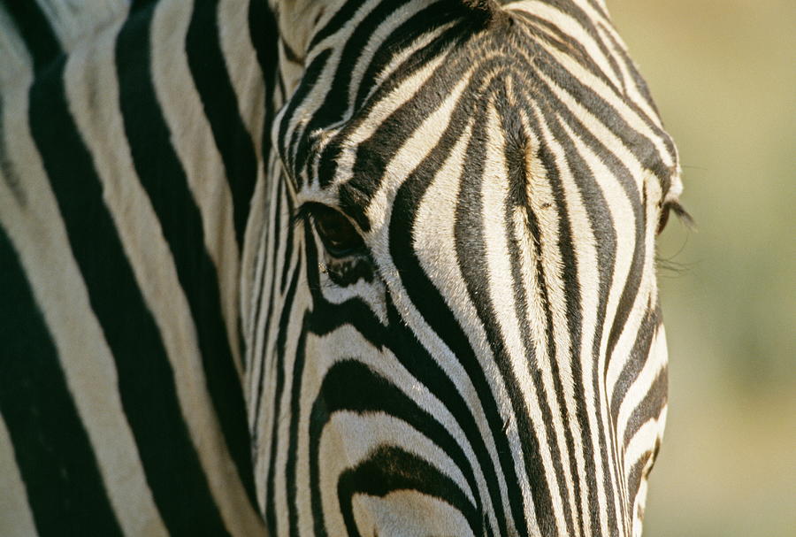 Quagga-like Zebra Photograph by Philippe Psaila/science Photo Library