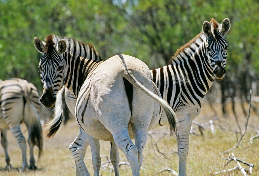 Quagga-like Zebras Photograph by Philippe Psaila/science Photo Library