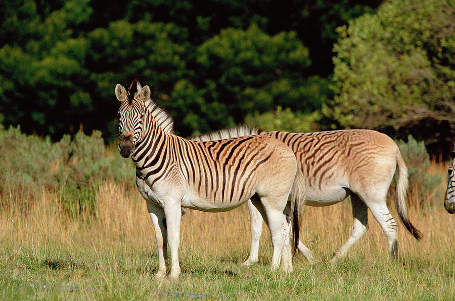 Quagga-like Zebras Photograph by Tony Camacho/science Photo Library