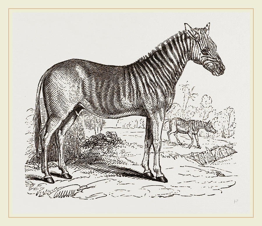 Quagga Drawing by Litz Collection - Pixels