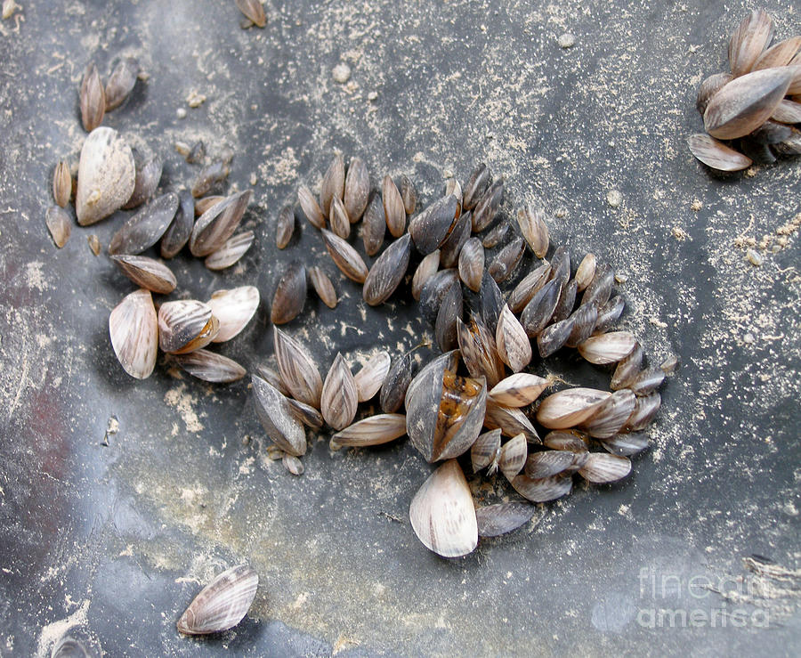 Wildlife Photograph - Quagga Mussels Dreissena Bugensis #2 by US Fish and Wildlife Service