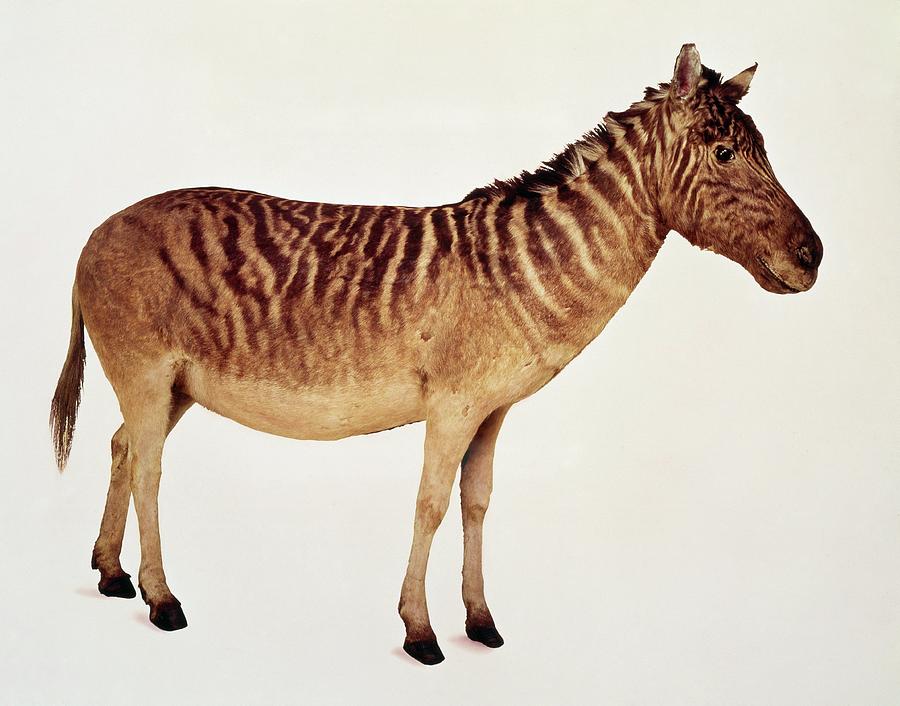Quagga Photograph by Natural History Museum, London/science Photo Library