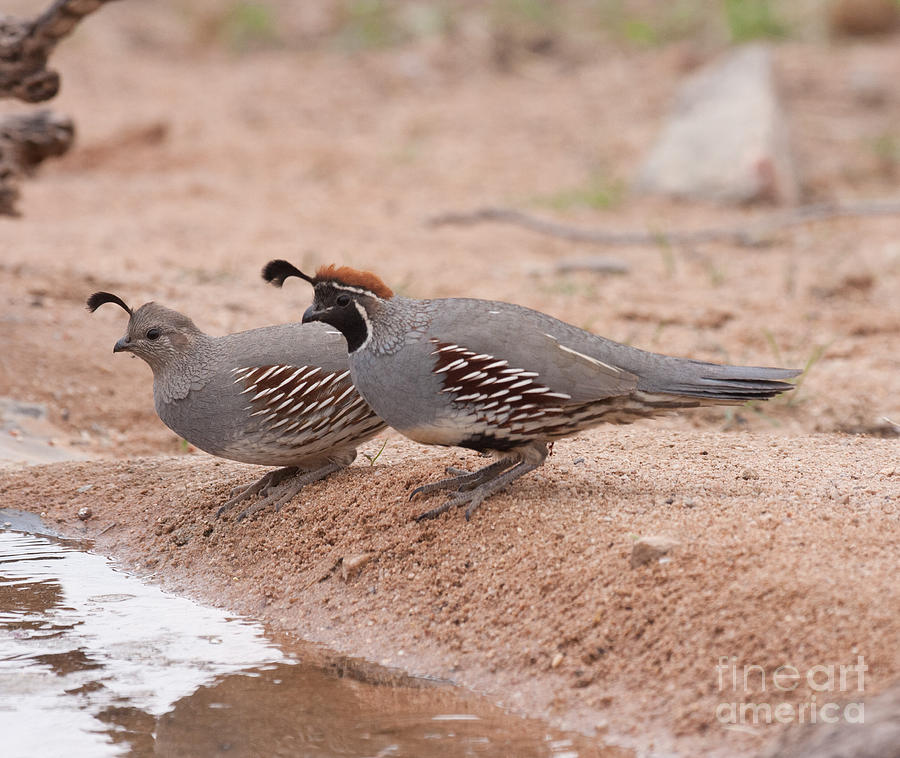 Nature Photograph - Quail Couple by Ruth Jolly