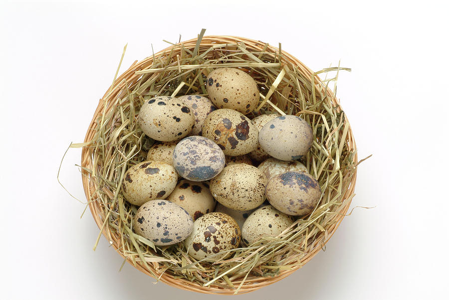 Quail Eggs Photograph by Bildagentur-online/th Foto/science Photo Library