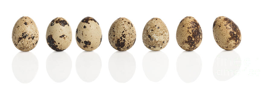 Egg Photograph - Quail Eggs by Amanda Elwell