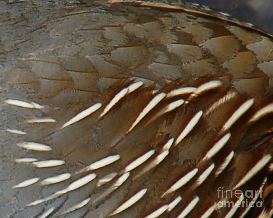 Quail Feathers Detail Photograph by Chuck Flewelling