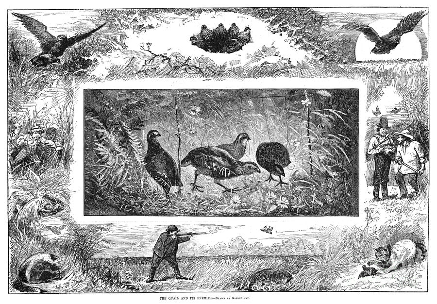Quail Hunting 1880 Drawing by Granger Quail Hunting 1880 Drawing by Granger