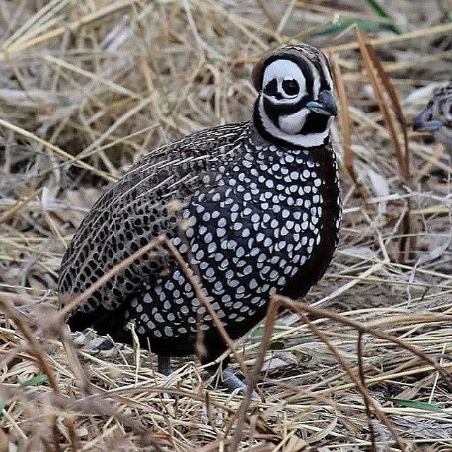 Nature Photograph - #quail #montezuma #mearns #harlequin by Renny Spencer