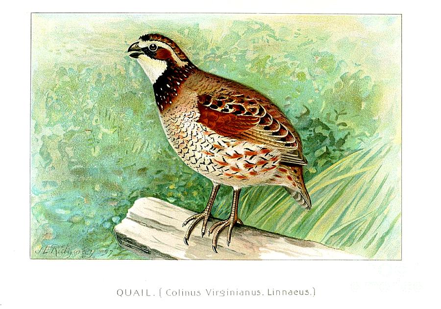 What Gender Are My Coturnix Mix