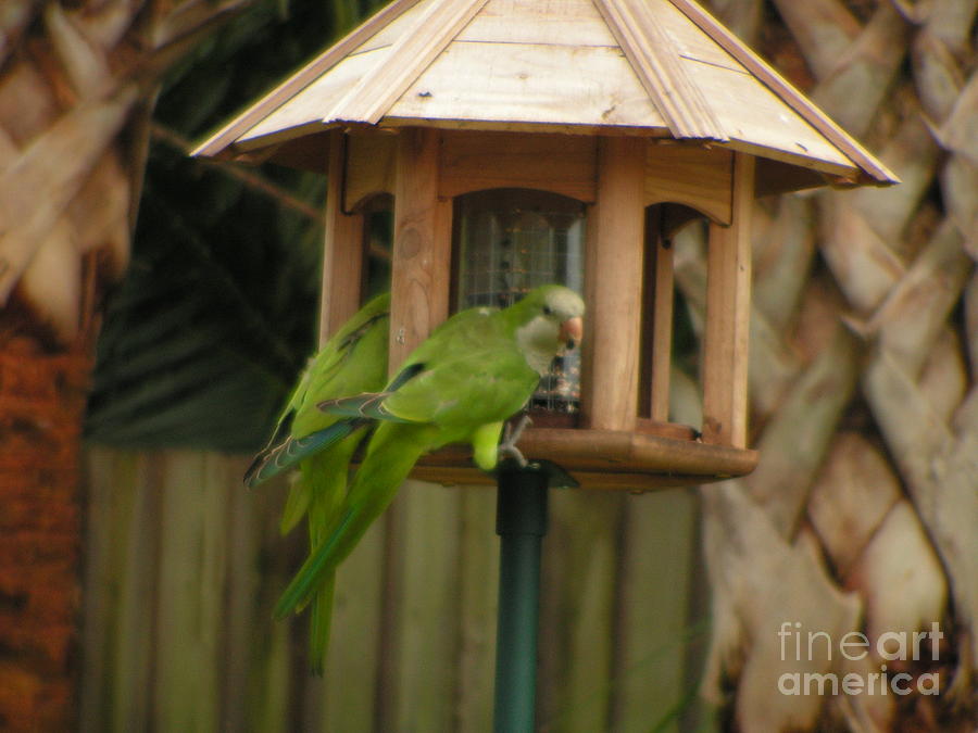 Nature Photograph - Quaker Parrots II by Sandra Williams