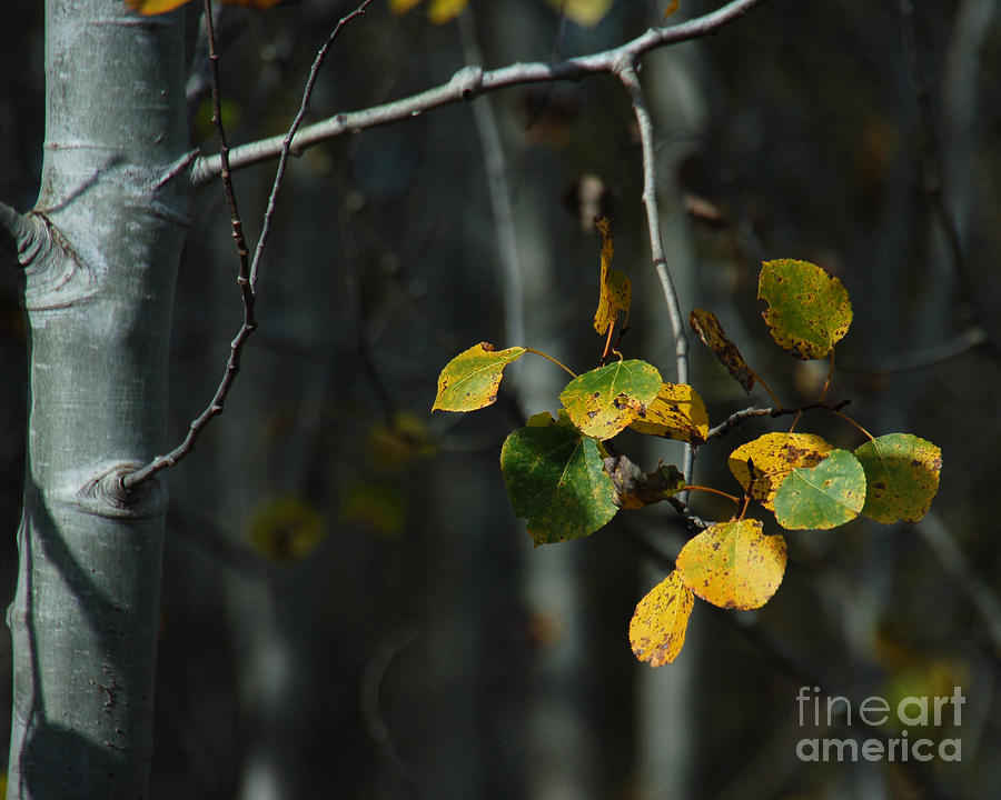 Quaking Aspen  Photograph by Chuck Flewelling