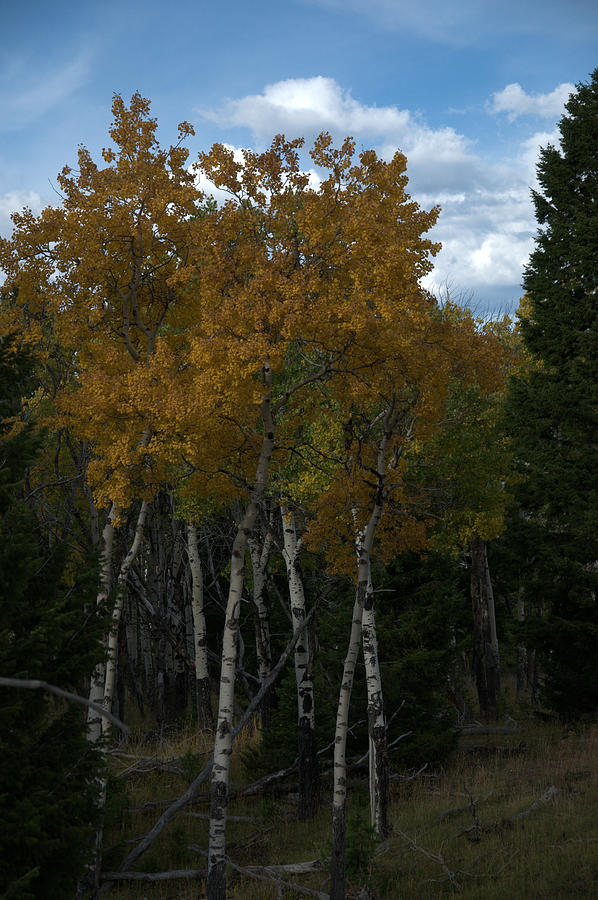 Gold Photograph - Quaking Aspen by Frank Madia Gold Photograph - Quaking Aspen by Frank Madia