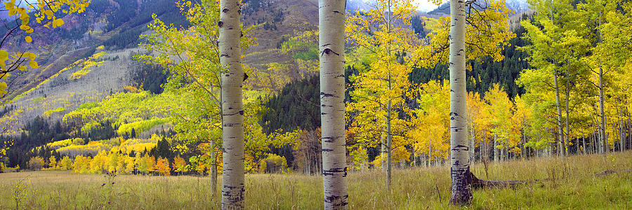 Quaking Aspen Grove In Autumn Colorado Photograph by Tim Fitzharris