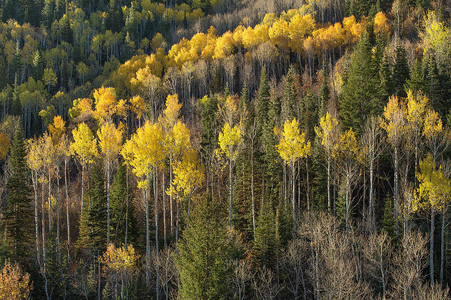 Quaking Aspen In The Wasatch National Photograph by Don Cook