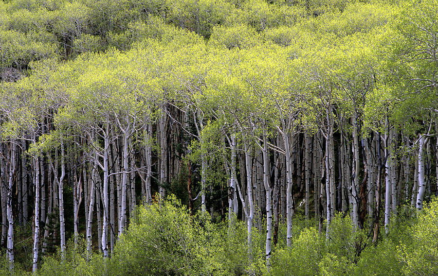 Quaking Aspen Photograph by Theodore Clutter