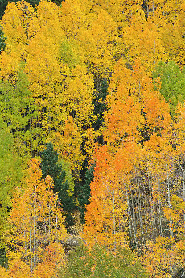 Quaking Aspens In A Fall Glow Photograph by Maresa Pryor | Fine Art America