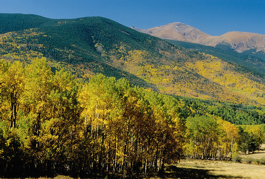 Quaking Aspens Photograph by James Steinberg