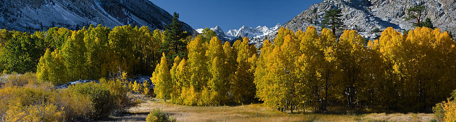 Fall Photograph - Quaking Aspens Populus Tremuloides by Panoramic Images