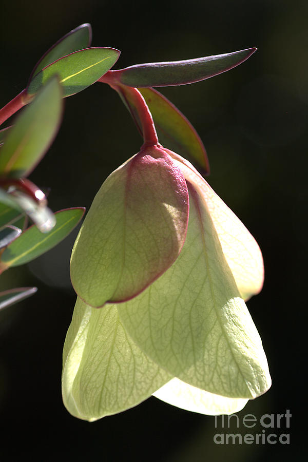 Nature Photograph - Qualup Bell Flower  by Joy Watson