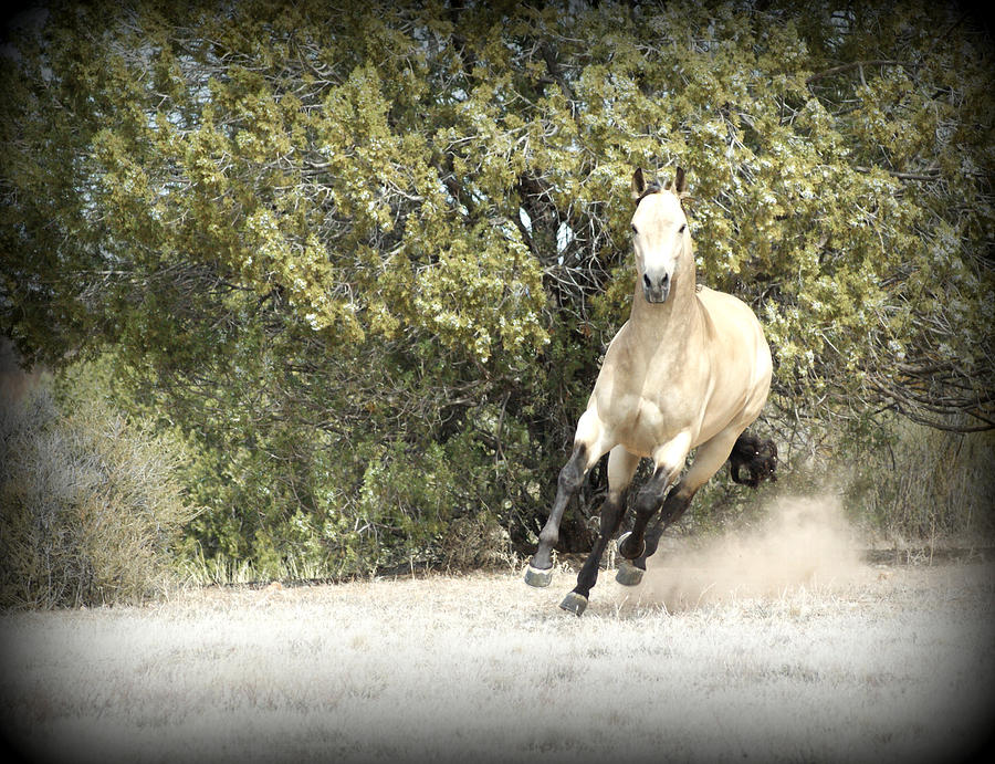 Animal Photograph - Quarter Horse by Kasie Morgan