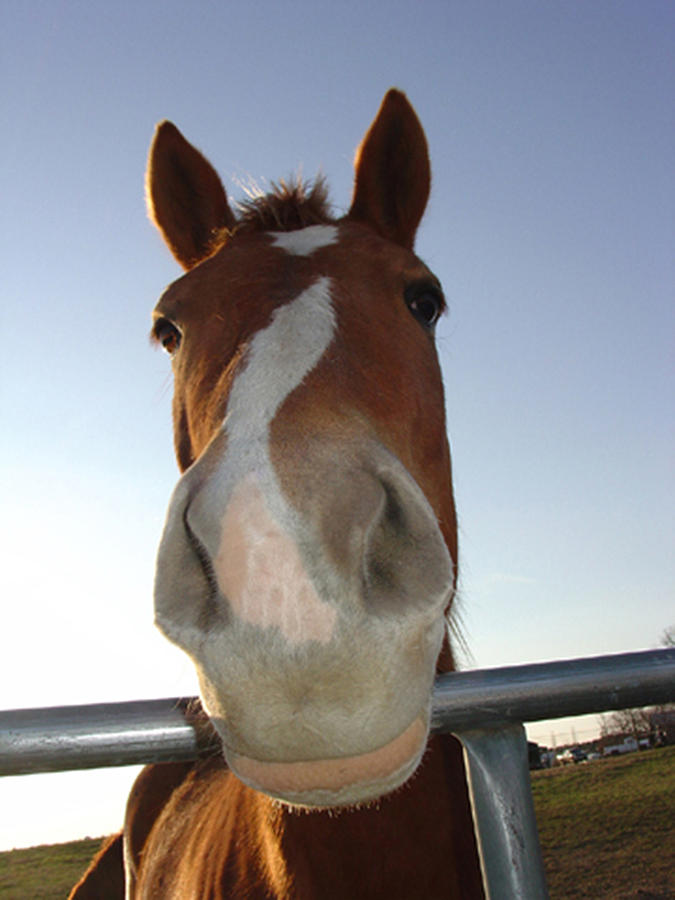 Quarter Horse Portrait NOSING AROUND Photograph by Lesa Fine