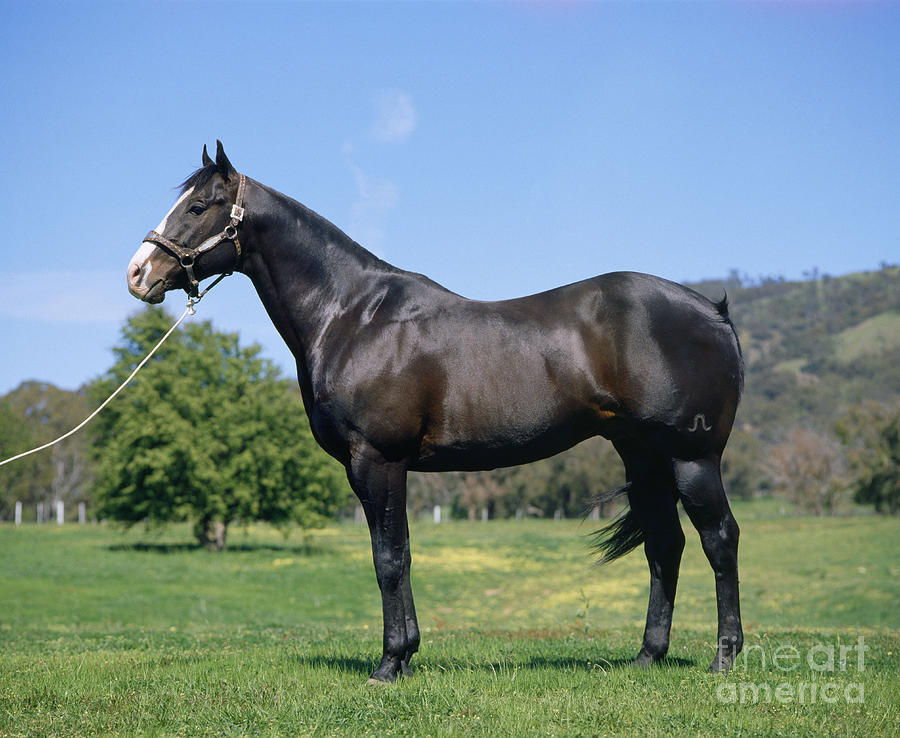 Quarter Horse Stallion Photograph by Jean-Paul Ferrero