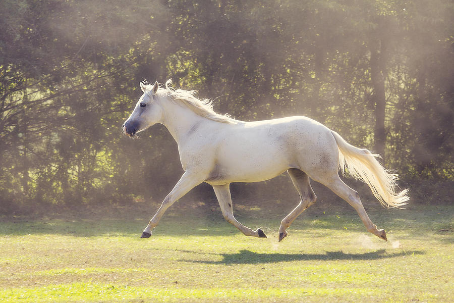 Quarter Horse Trot Photograph by Karen Broemmelsick - Pixels