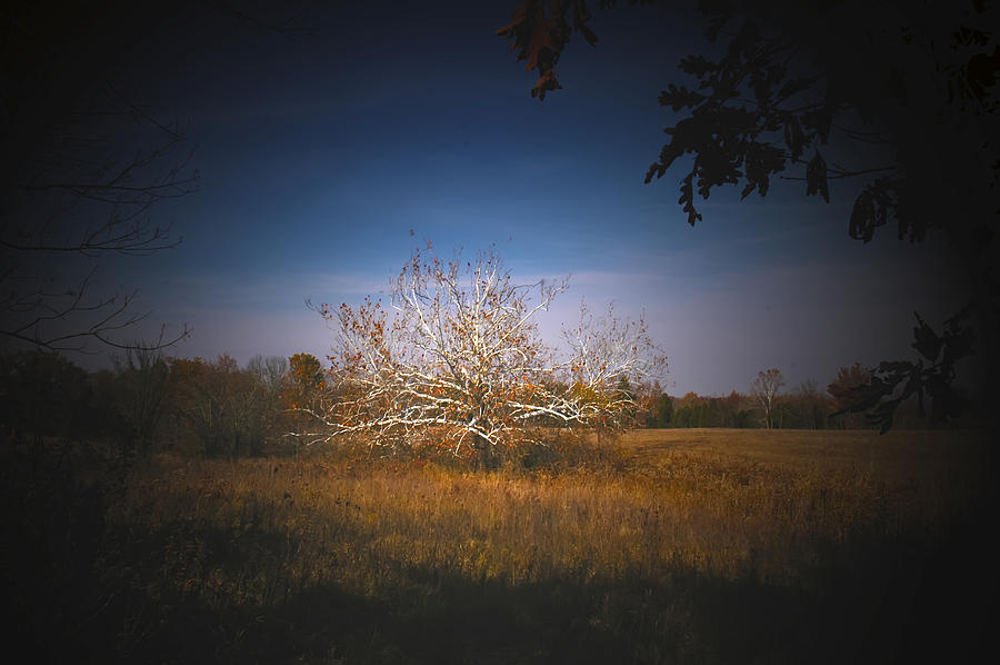 Farm Photograph - Quarter Sawn Wood of Sycamore by Randall Branham