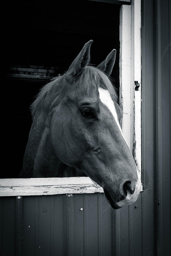 Quarterhorse  7P01029 Photograph by Guy Whiteley