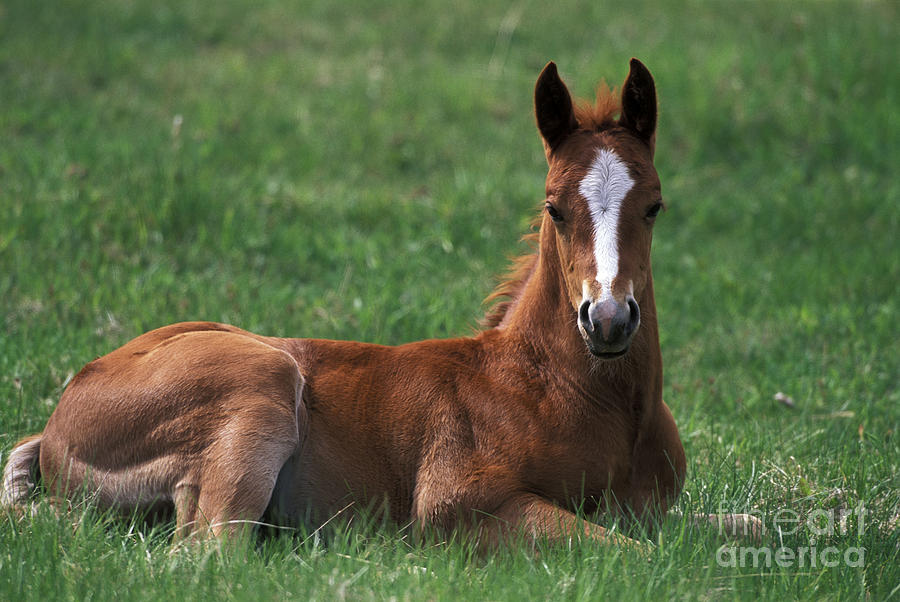 Quarterhorse Foal Photograph by Rolf Kopfle