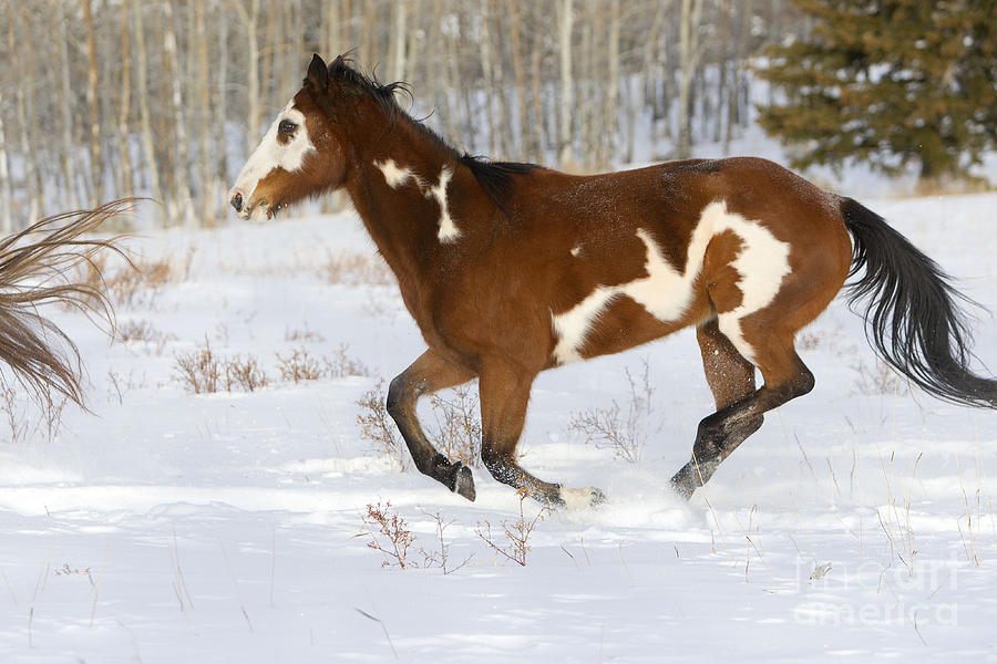 Quarterhorse In Snow Photograph by M. Watson