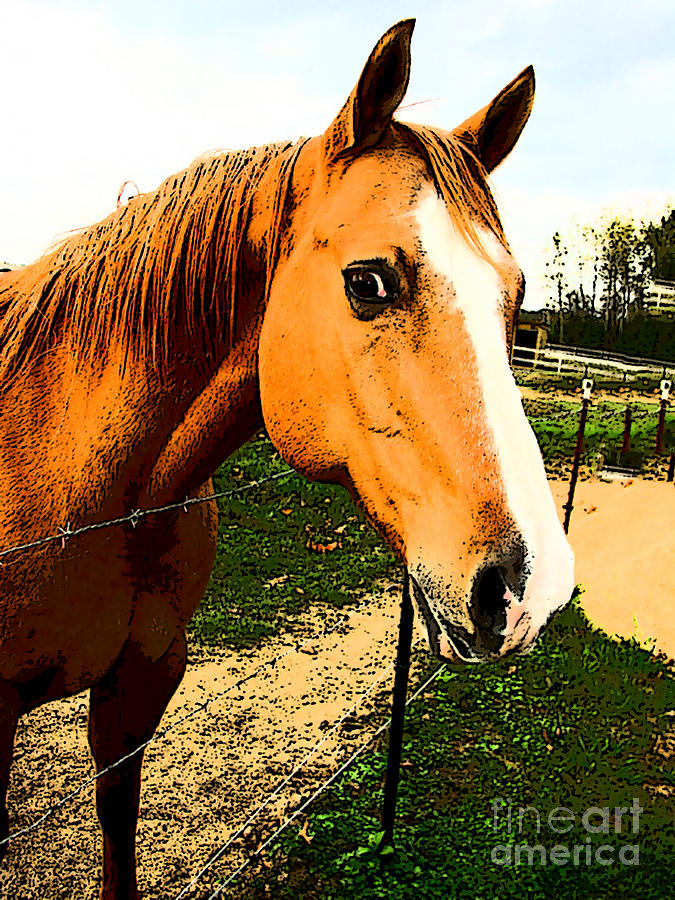 Horse art - Quarterhorse Stare Down Photograph by Lesa Fine