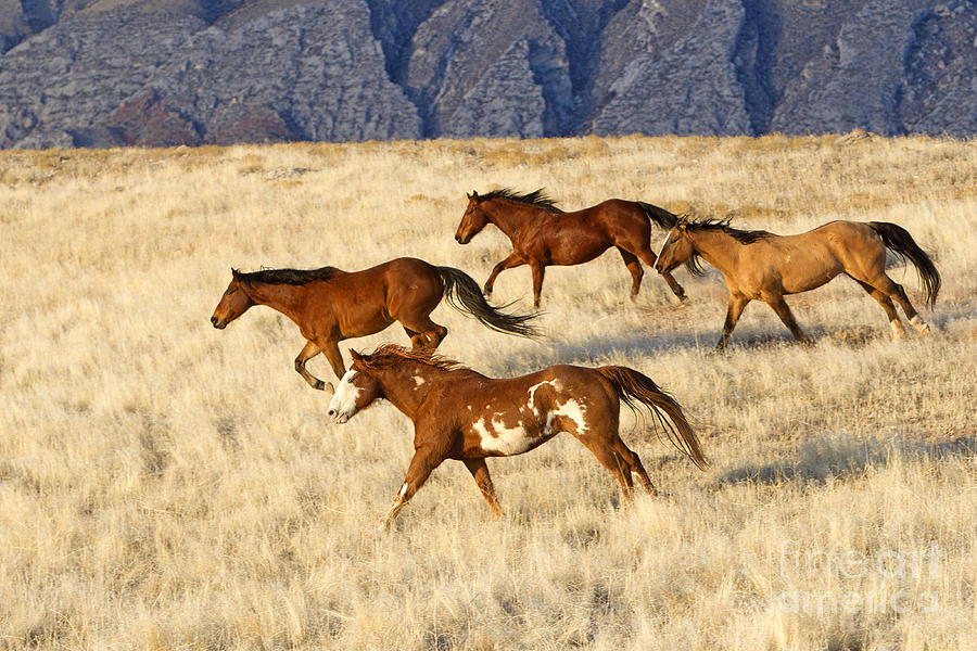 Quarterhorses Running Photograph by M Watson