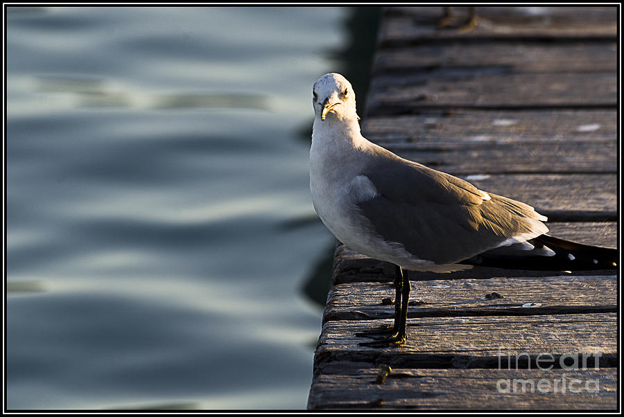 Gull Photograph - Que ves gaviota? by Agus Aldalur