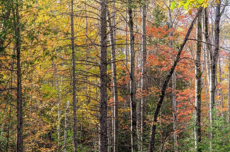 Quebec forest in autumn Photograph by Rob Huntley