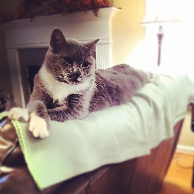 Queen Abby, Lounging. #lazycat Photograph by Chris Morgan