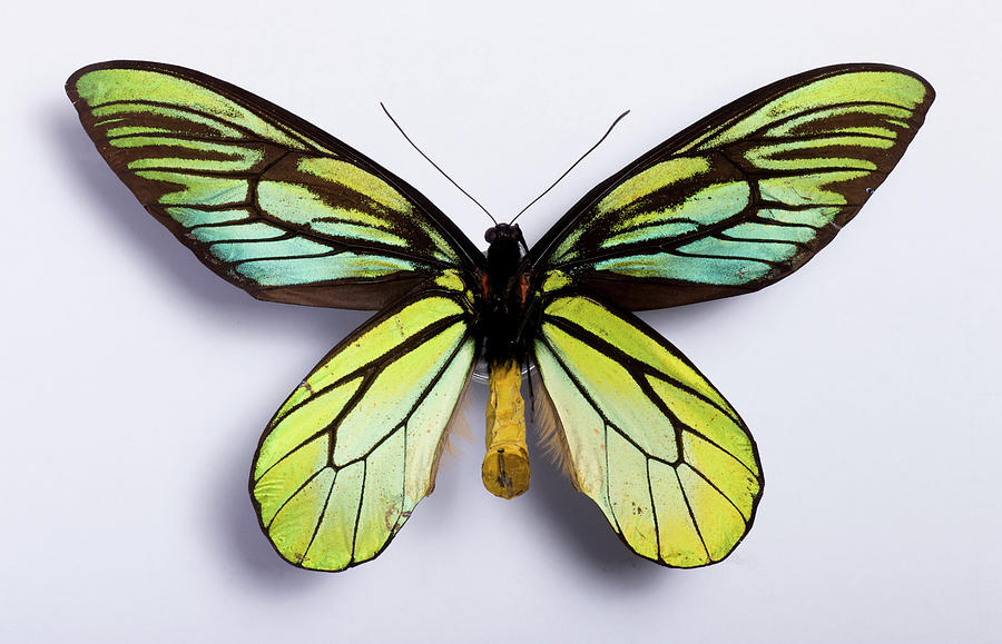Butterfly Photograph - Queen Alexandras Birdwing by Pascal Goetgheluck/science Photo Library