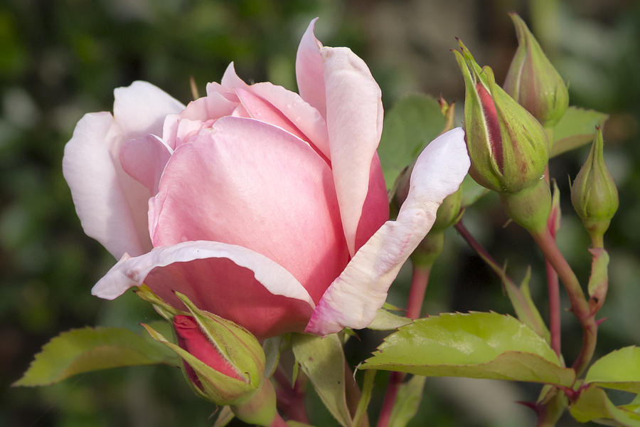 Queen Among Thorns Photograph By Denise Mclaurin - Fine Art America