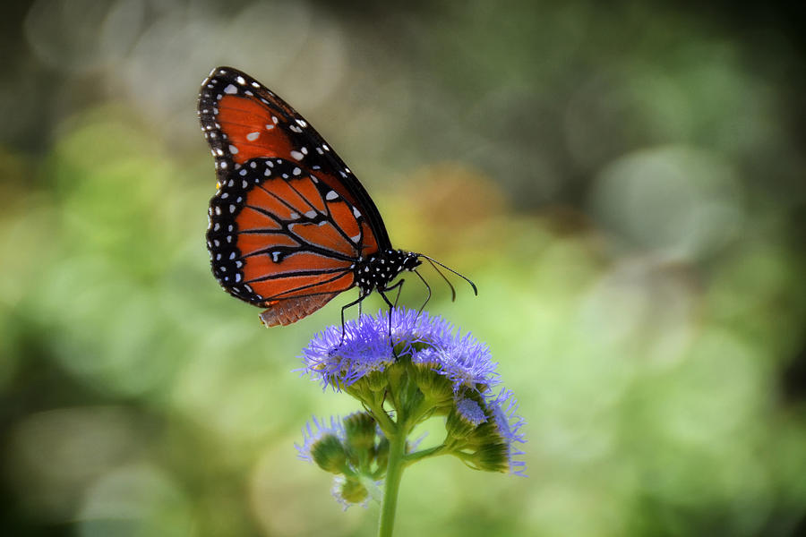 Queen And Butterfly Weed Photograph