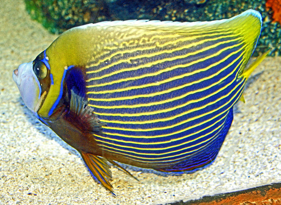 Queen Angelfish Photograph by A Macarthur Gurmankin - Fine Art America