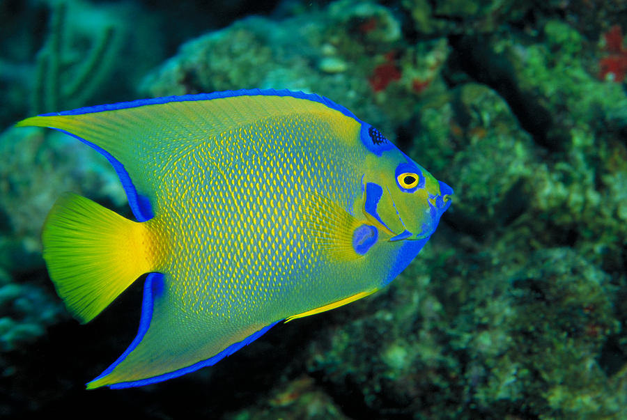 Queen Angelfish Photograph by Charles Angelo