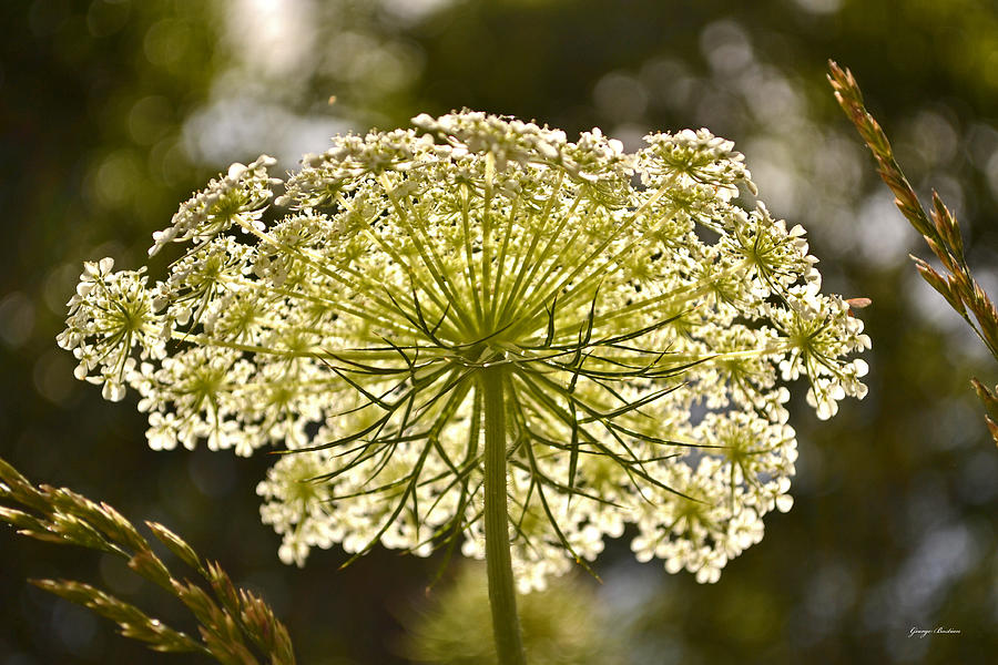 Queen Anne Lace 001 Photograph by Bostian Fine Art America