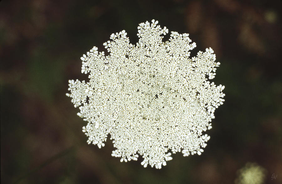 Queen Annes Lace 01 Photograph by Lee Newell