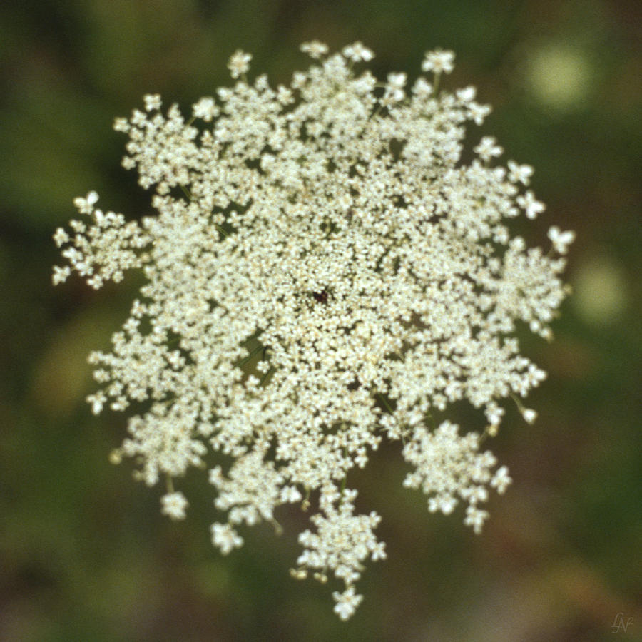 Queen Annes Lace 03 Photograph by Lee Newell