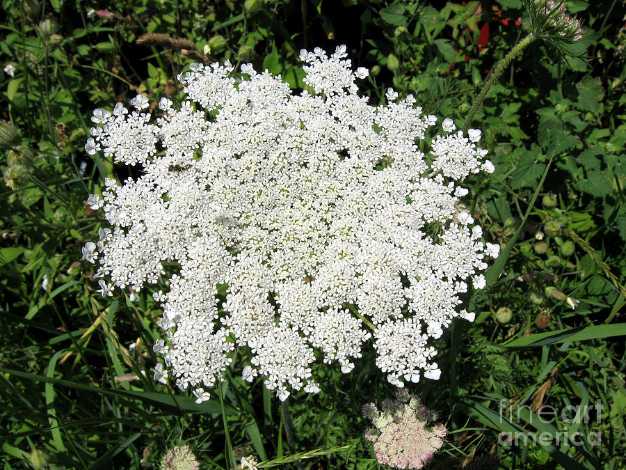 Queen Annes Lace 2 Photograph by Conni Schaftenaar
