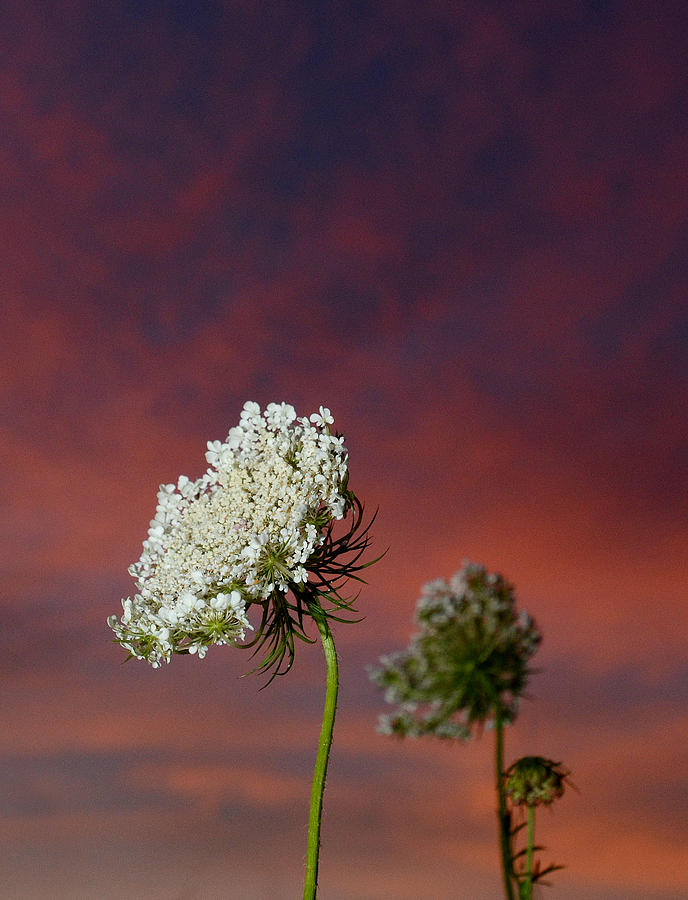 Nature Photograph - Queen Annes Lace at Sunset by Eric Abernethy