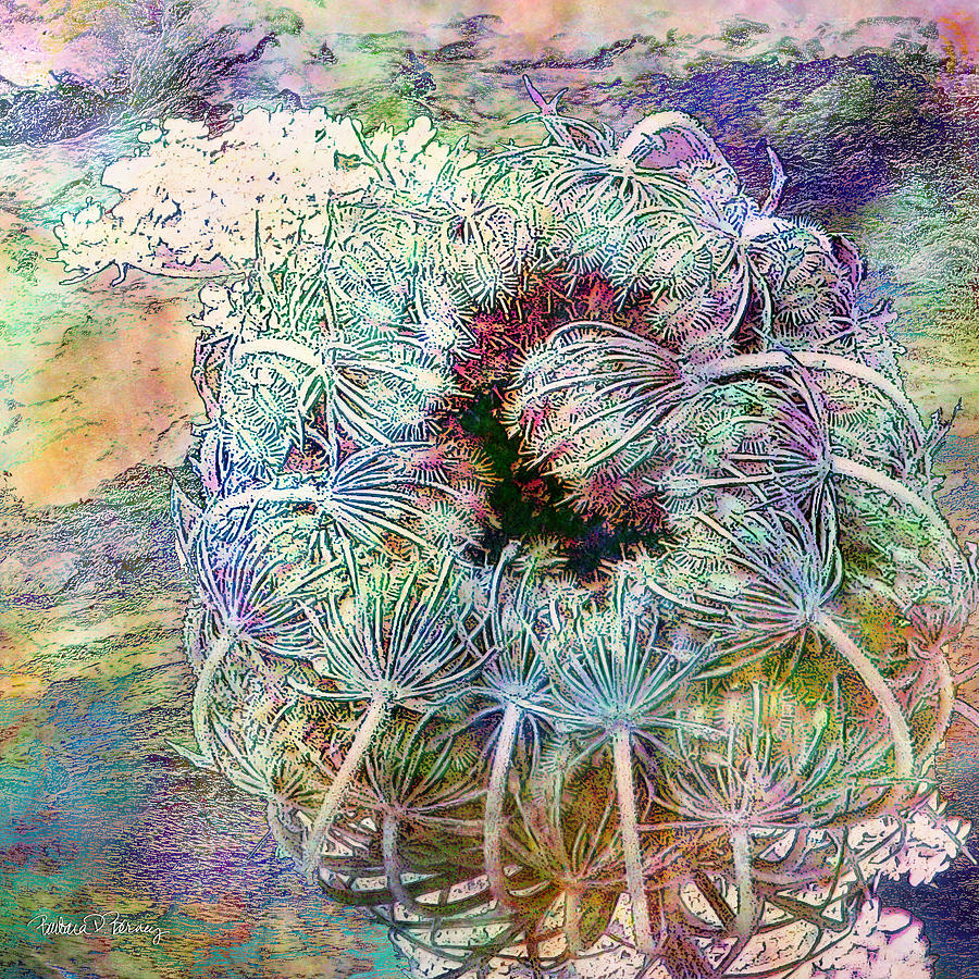 Queen Annes Lace Digital Art by Barbara Berney