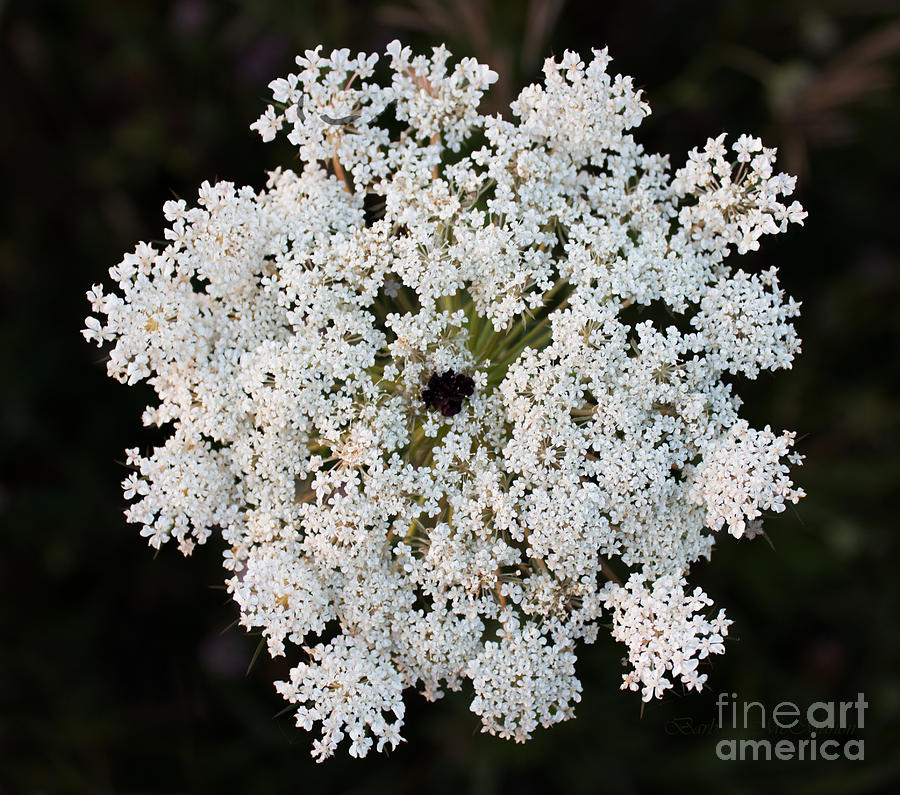 Nature Photograph - Queen Annes Lace by Barbara McMahon