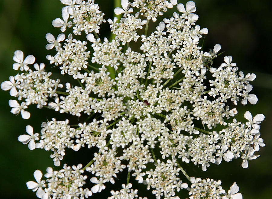 Flower Photograph - Queen Annes Lace by Denyse Duhaime